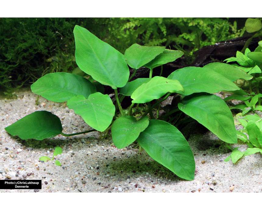 12 Beginner-Friendly Aquarium Plants and Their Best Tank Mates